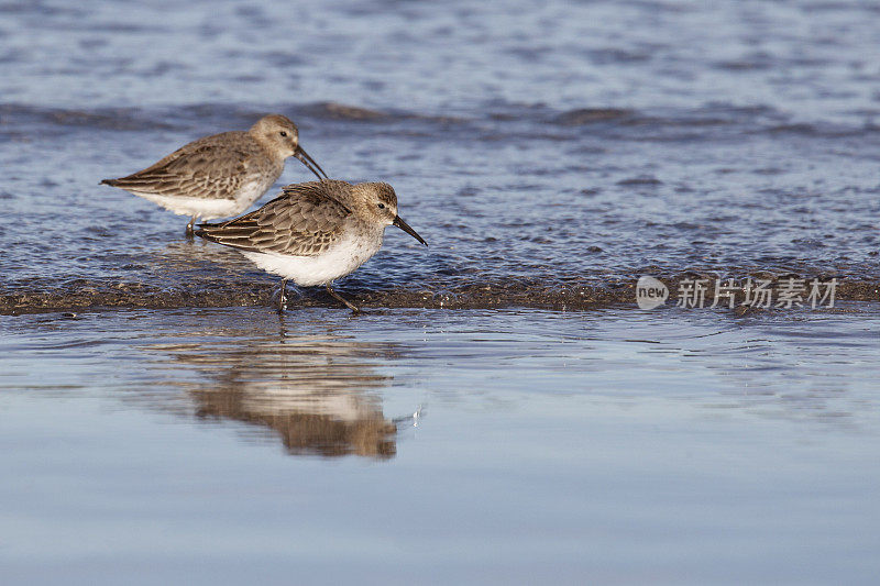 冬季羽翼中的两只Dunlin涉禽――Calidris alpina